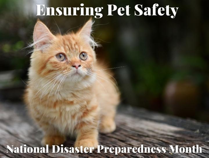 National Disaster Preparedness Month Cozy Cat Veterinary Hospital